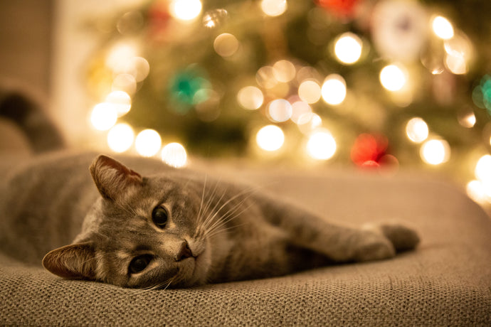 10 Ways to Include Your Pets in Christmas Fun